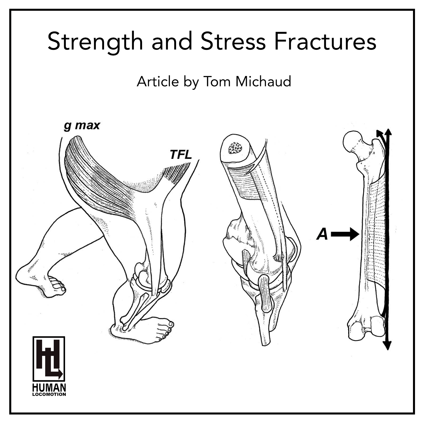 Strength and Stress Fractures Human