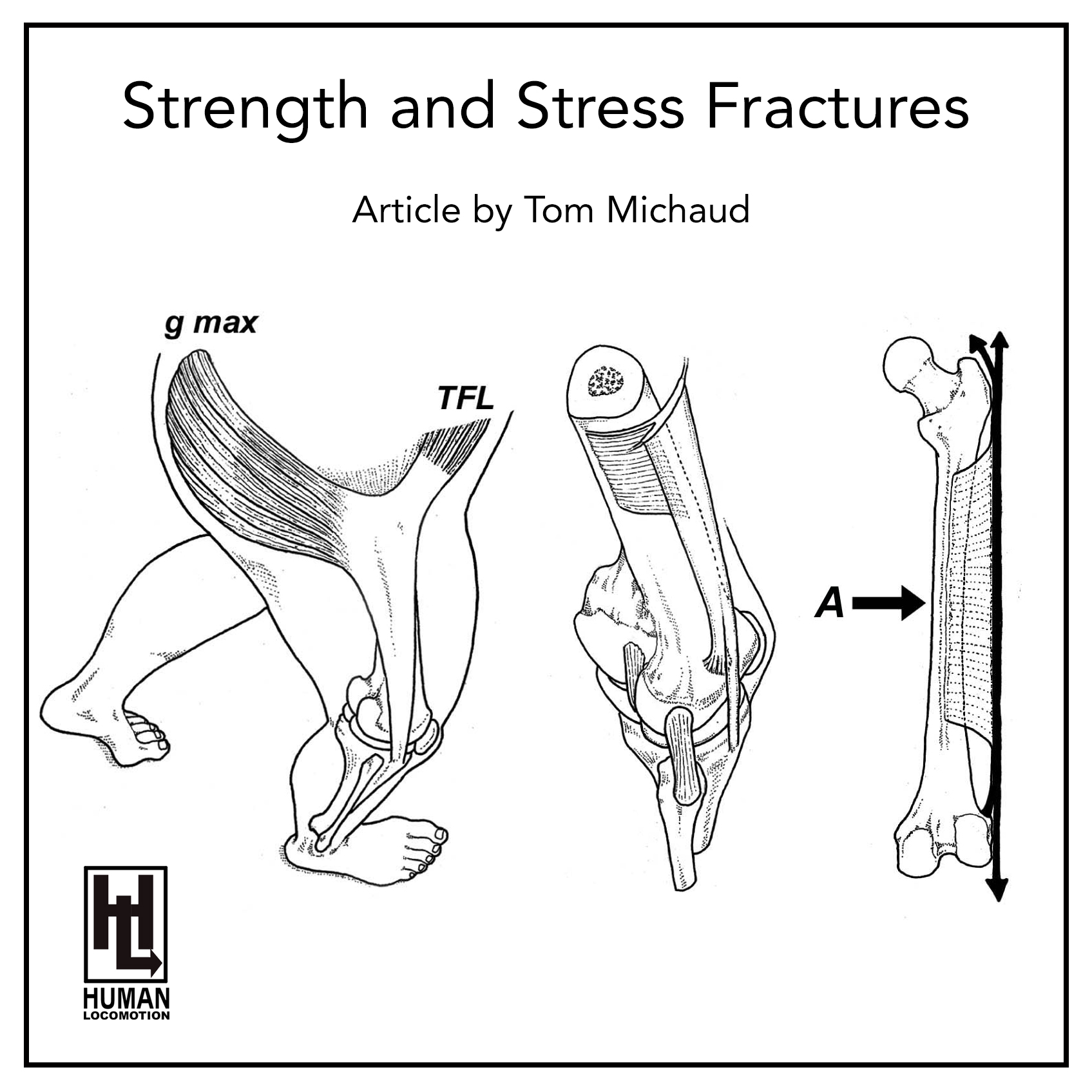 Strength and Stress Fractures