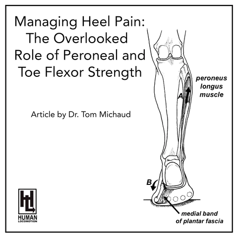 Managing Heel Pain: The Overlooked Role of Peroneal and Toe Flexor Strength