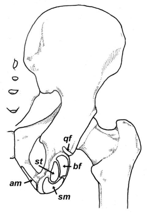 The Conservative Management of Hamstring Strains - Human Locomotion