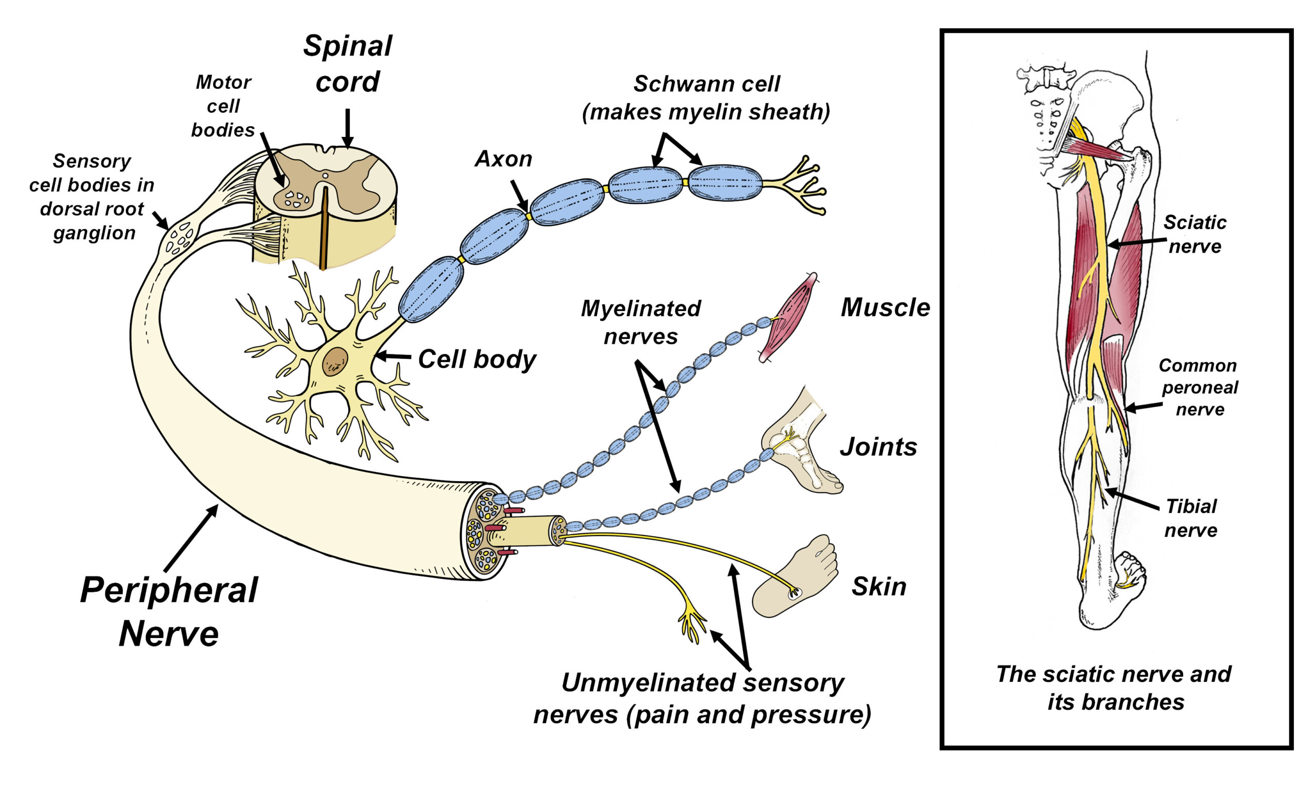 Understanding Peripheral Neuropathy: Why Alternative Therapies Are
