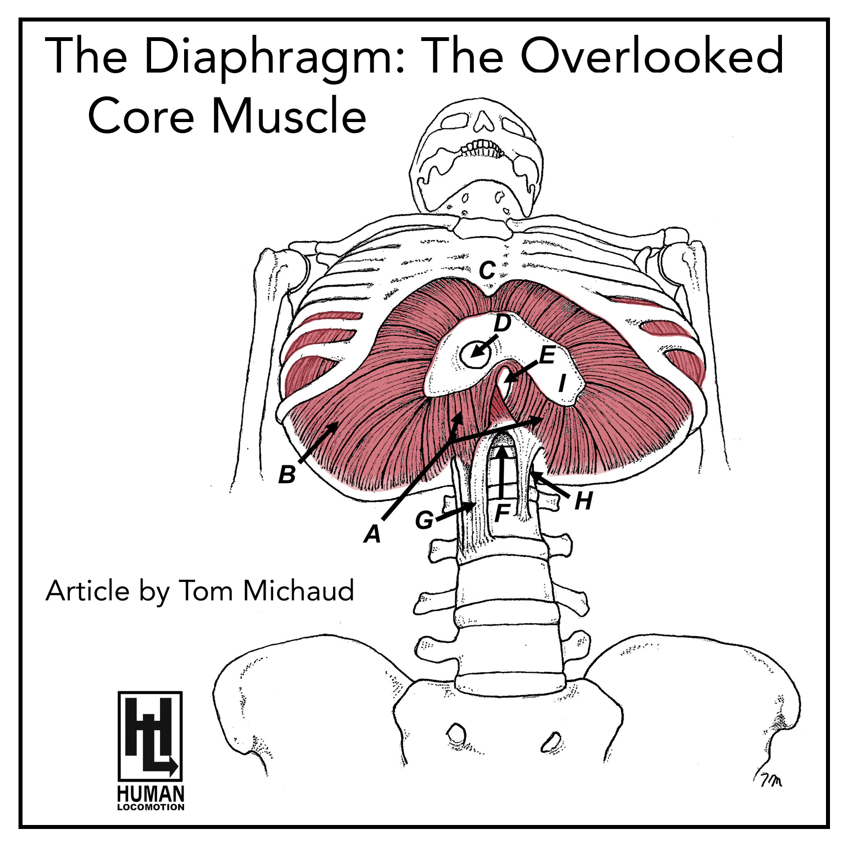 The Diaphragm: The Overlooked Core Muscle - Human Locomotion